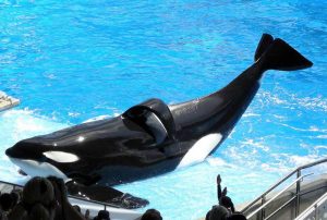 Tilikum the whale, SeaWorld