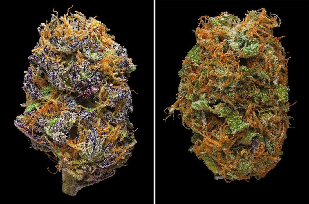 Left: Sour grape, a potent hybrid effective for stress reduction. Right: Dirty Hairy, a sativa-dominant hybrid that is effective for migraine and depression relief