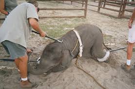 Baby elephant being abused during training.