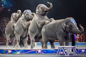 circus animals cruelty