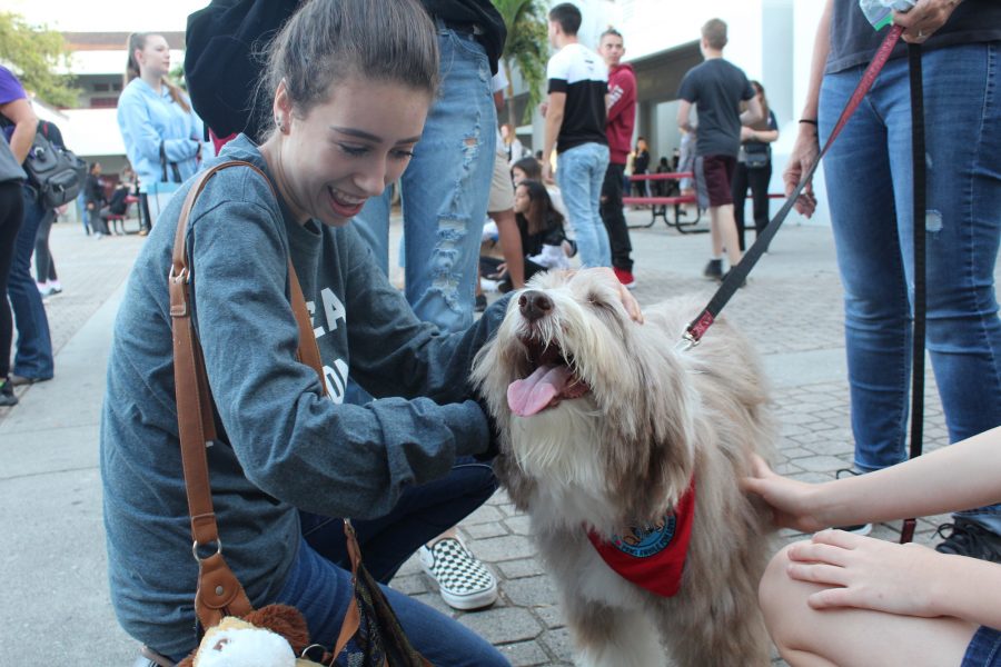 Therapy+dogs+comfort+students+as+they+return+to+school