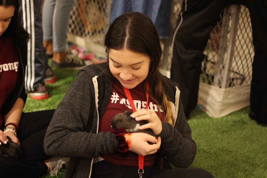 Comforting Cuddles. Junior Emily Wolfman plays with a micro-bunny on Feb. 14, 2019 at the Coral Springs Museum of Art. “I’m usually not an animal person at all. As soon as you get [the bunny] in your hands, all you are thinking about is how cute and little it is,” Wolman said. “It helped me to forget about everything, even if just for 30 seconds.” Photo by Dara Rosen