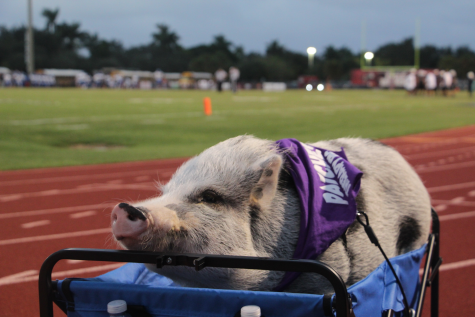 Patches the Pig sitting on the sidelines ready for the big win and kiss from the Coral Springs High School principal. Photo credit Bryan Nguyen