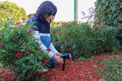 Project Grow Love decorates garden to bring holiday spirit