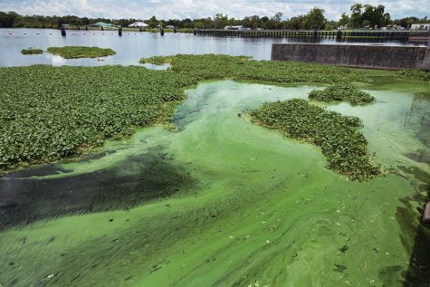 Seas of Green. Algae in the Caloosahatchee River beside the W.P. Franklin Lock and Dam in Alva, Florida, July 11, 2018. Environmental worry that legislation being pushed by Florida Senate President Bill Galvano to build three new toll roads will lead to suburban sprawl that exacerbates Florida’s water quality problems. Photo courtesy of Greg Lovett/The Palm Beach Post/ TNS