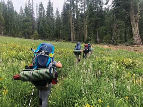 Take a Hike. Junior Anna Crean and her peers from her Adventure Trek Tour walk through a fireld of tall grass in Trinity National Forest. Photo courtesy of Anna Crean