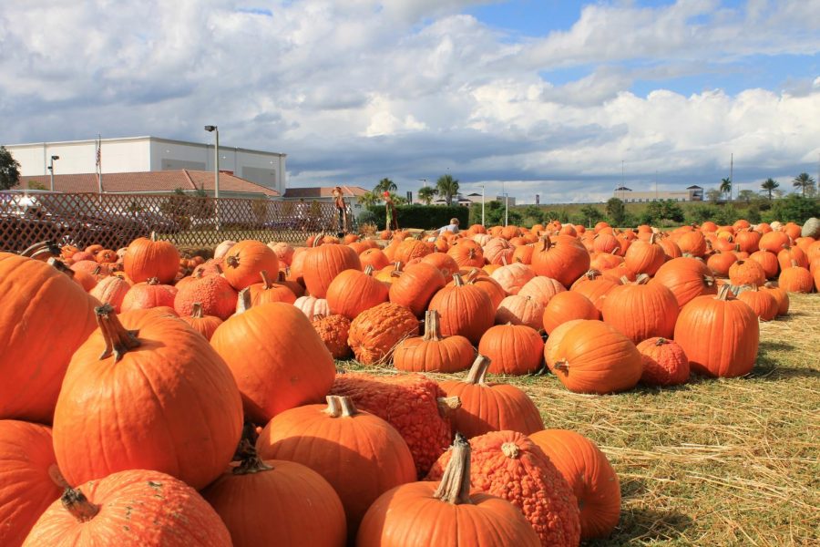 Off Coral Ridge Drive you will find bright orange pumpkins piled outside Parkridge Church. The large variety of pumpkins have continued to sell to eager fall-spirited customers.