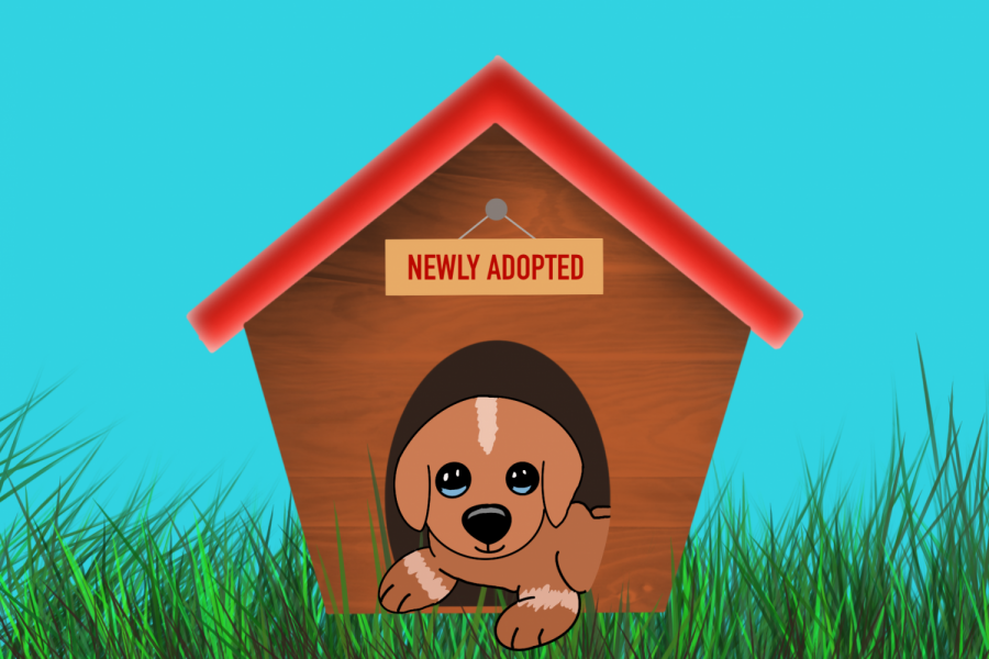 [Opinion] People should consider the phrase adopt, don’t shop when searching for a pet