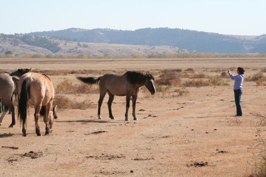 Visitors can get up close to wild horses at the Black Hills Wild Horse Sanctuary in Hot Springs, South Dakota. Photo courtesy of Josh Noel/Chicago Tribune/MCT
