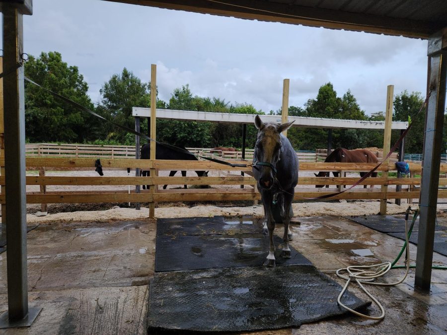 After her ride, Breezy gets a good rinse to help her cool down. With many wash racks available the horses are able to get cooled down quickly and efficiently.