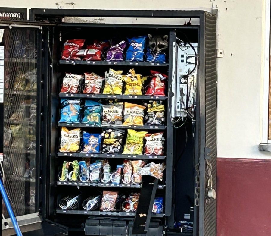 Raccoon peaks head out from behind top row of vending machine. Custodial had to urge the raccoon out with a broom for 15 minutes. Photo courtesy of Melanie Taylor
