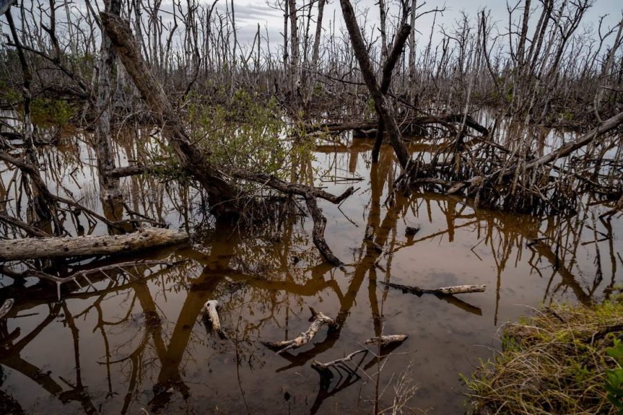 Gov. Ron DeSantis is proposing a $3.5 billion environmental plan, the bulk of which would go to Everglades and water-quality projects. Photo courtesy of Jose A. Iglesias/TNS.