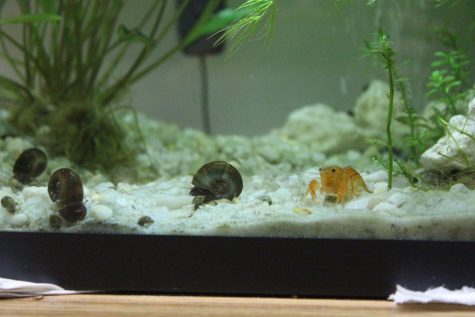 Flourishing Fish. Dozens of snails and Shrimpy, the red dwarf Mexican crawfish, feed on algae around Dr. Jacob Abraham’s tank. The aquatic life in the tank serve as a mascots for the MSD debate team, and students help care for the various fish and invertebrates in the tank.