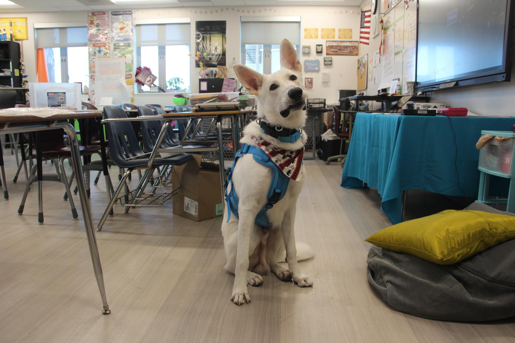 Atticus, a service dog trained in pressure therapy and tactile stimulation, tilts his head at the camera in English teacher Felicia Burgins classroom. Burgin decided she wanted a service dog following a traumatic lockdown on Jan. 20, 2023. 
