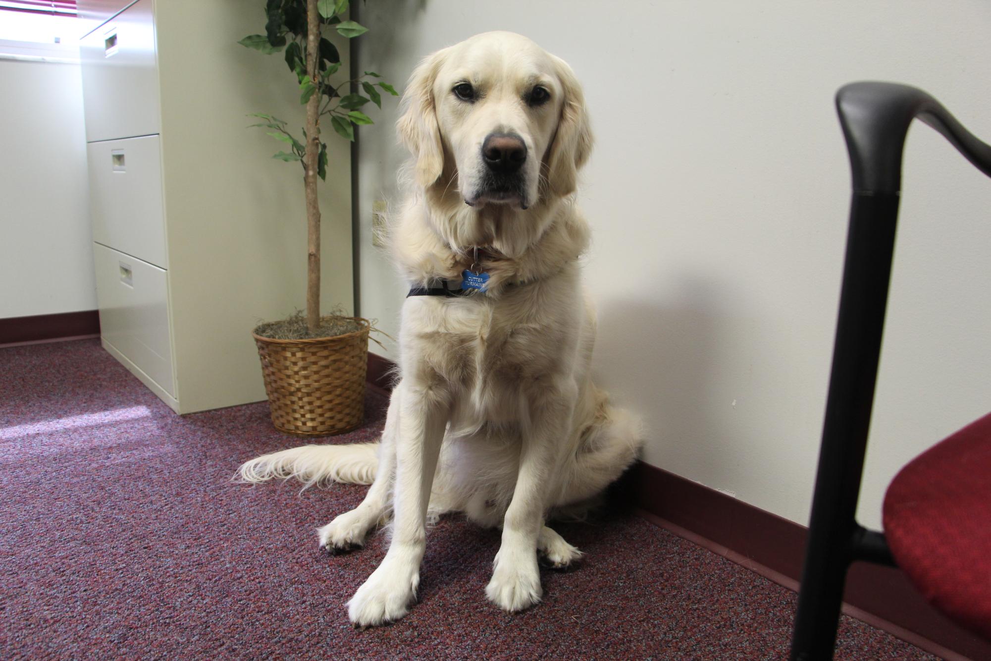 Cutter, guidance counselor Jerry Turmaines service and therapy dog, relaxes in Turmaines office. Cutter was adopted by Turmaine in 2021 for his friendly personality.