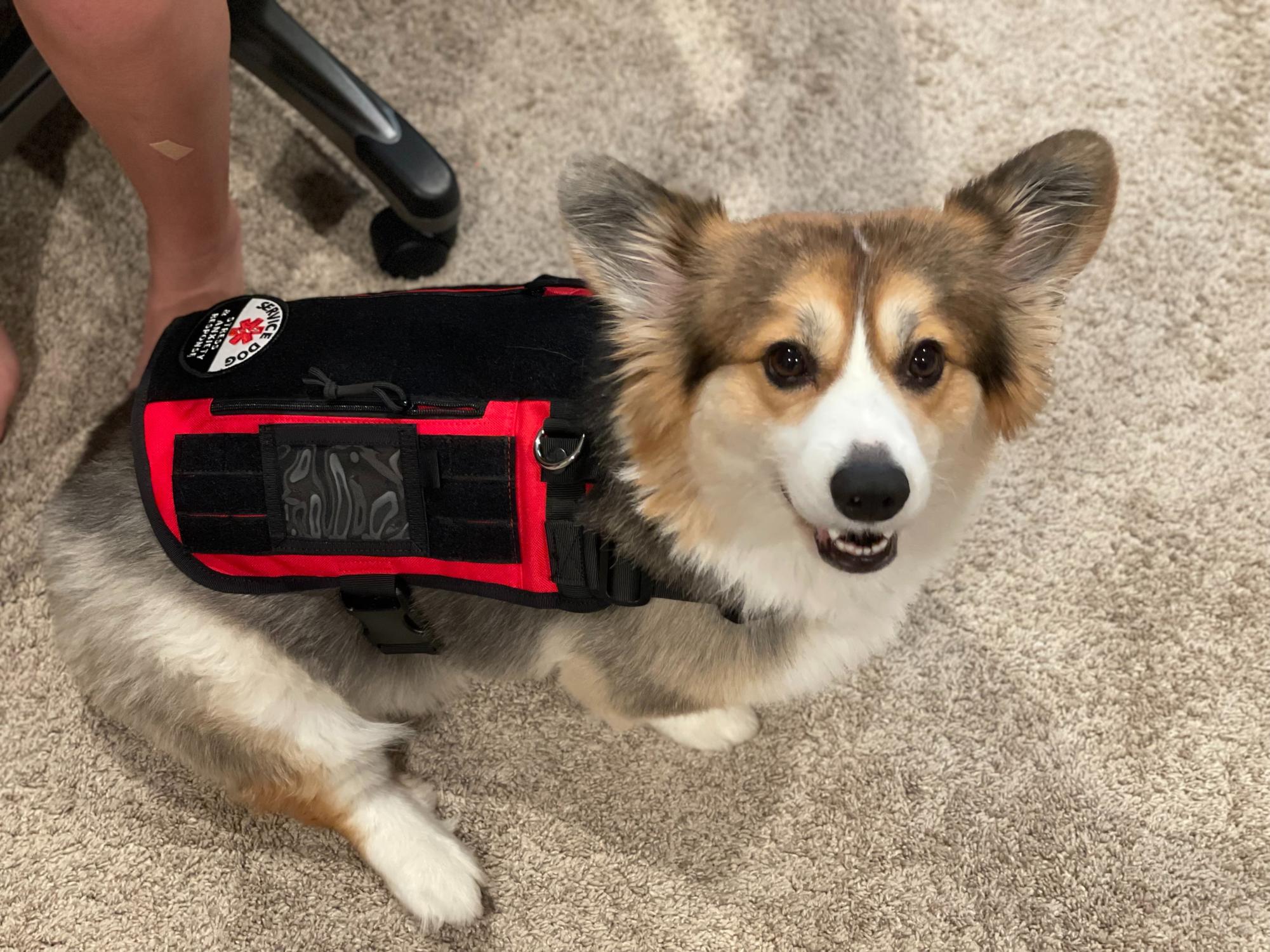Corgi Gidget sits beside culinary teacher Ashley Kurth. Kurth adopted Gidget, who is trained in pressure therapy and touch alert, in 2019.