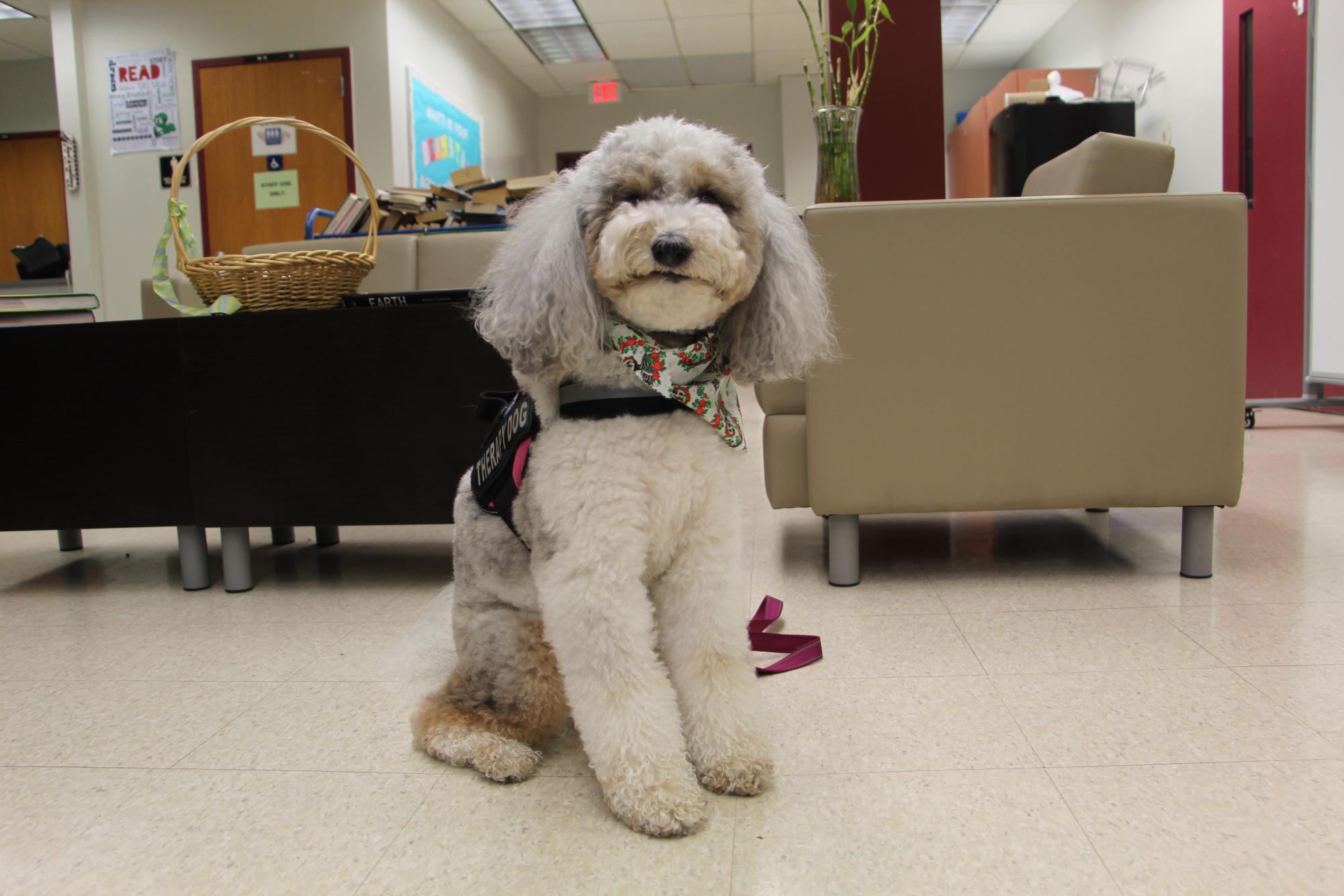 Therapy dog River sits quietly in the media center while her owner, media specialist Diana Haneski, works. Haneski adopted River as her therapy dog in 2018.