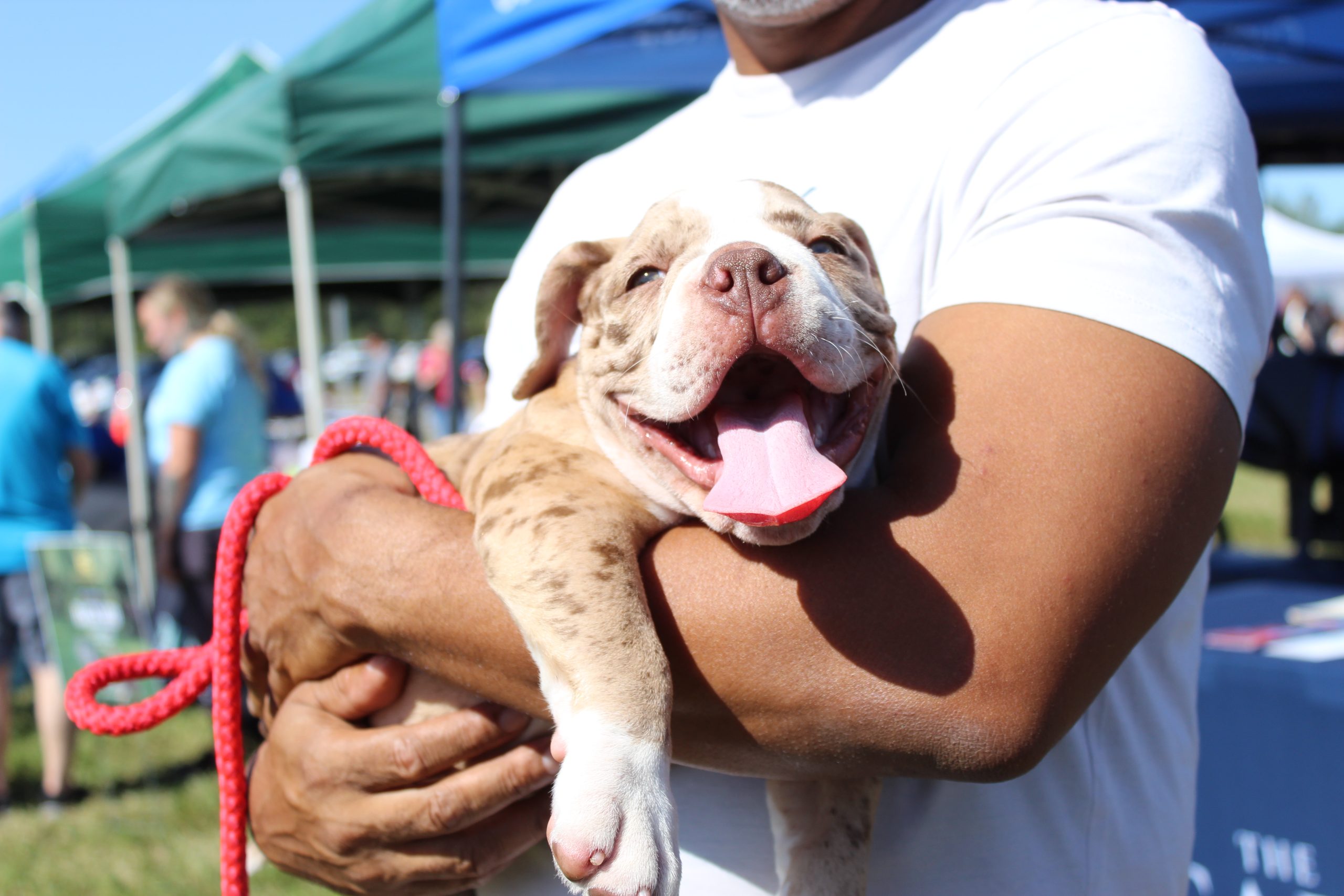 At the Parkland Farmers Market on Sunday, Nov. 19, many people had brought their dogs to the event. There were many kinds of dogs, ranging from enormous mastiffs to the smallest bulldogs.